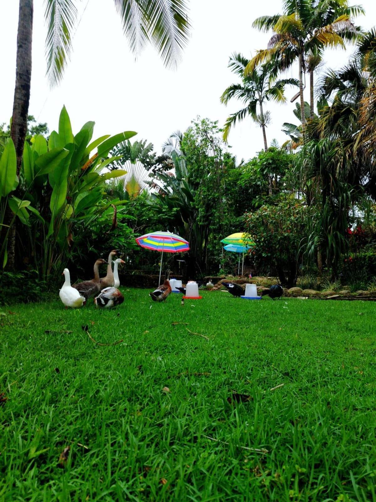 Diuwak Hotel Dominical Bagian luar foto