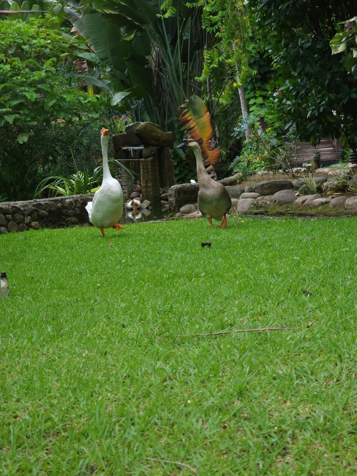 Diuwak Hotel Dominical Bagian luar foto